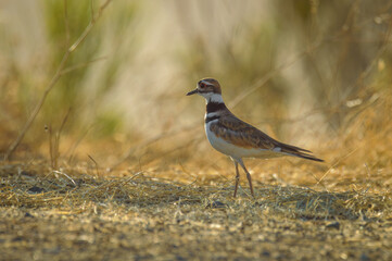 Killdeer Plover, Charadrius vociferus, Standing in the Desert. Closeup of Bird