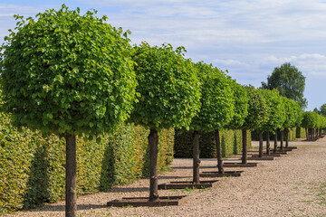 Naklejka premium Pruned round trees. Gardening concept, greening of territories