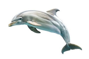 Obraz premium Beautiful Dolphin Bottlenose in Natural Tropical Beauty on White Background