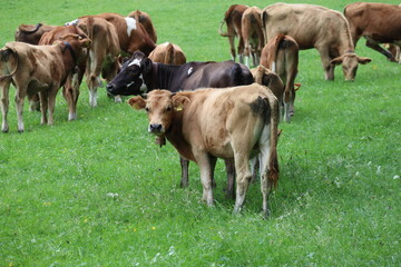 Alpine cows