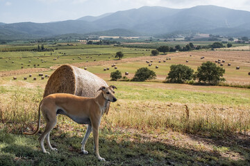 Ivo, the spanish greyhound with hay bales in Tuscany country