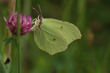 Zitronenfalter an einer Blüte, Gonepteryx rhamni