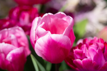 Blossom spring. Bunch of tulips. Close up spring flowers. Amazing tulips blooming in garden. Tulip flower plants landscape. Spring blossom background.