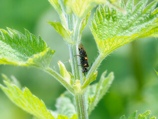 Black and Orange Sawfly (Complex Dolerus gonager) on a Stinging Nettle Stem in England