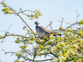 A Common Wood Pigeon (Columba palumbus) Perched in a Flowering Tree in England