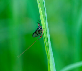 Drake Mackerel (Ephemera vulgata) Mayfly Perched on a Blade of Grass in England