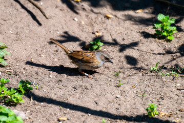 A Dunnock (Prunella modularis) Forages on a Sunny Day in England