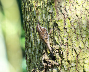 Eurasian Treecreeper (Certhia familiaris) Foraging on Tree Trunk in England