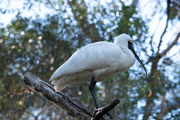 The royal spoonbill is a large white sea bird with a black bill that looks like a spoon.