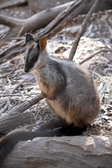 The southern Brush-tailed Rock-wallaby has a characteristic, long, dark tail that is bushier towards the tip. 