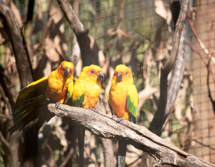 three sun conure parrots sitting on a branch
