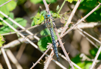 Hairy Dragonfly (Brachytron pratense) Perched on Branch in England
