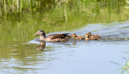 Mandarin Duck (Aix galericulata) and Ducklings Swimming in a Pond in England