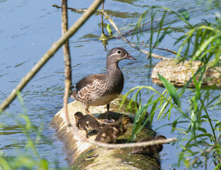 Mandarin Duck (Aix galericulata) With Ducklings on a Log in England