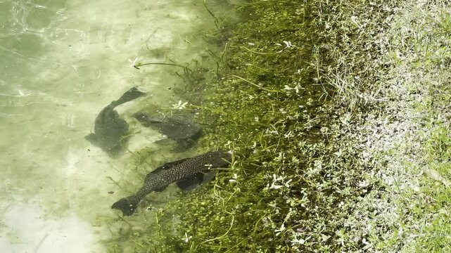 Fish swimming in the beautiful springs Gemini Springs Park in Florida