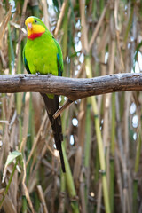 the superb parrot has a green body with red under its neck and yellow forehead and chin