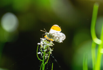 An Orange Tip (Anthocharis cardamines) Butterfly Perched on a White Flower in England