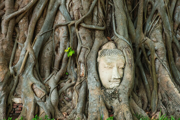 Buddha head in the tree roots in Ayutthaya historical park Wat Mahathat temple, Thailand, Asia. Travel and tourism destination. Ancient architectural and cultural heritage