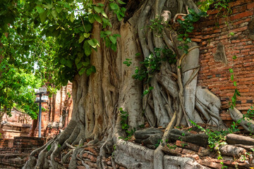 Bodhi tree roots growing on ancient red brick wall in Ayutthaya historical park Wat Mahathat temple, Thailand, Asia. Travel and tourism destination. Power of nature background