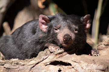 The Tasmanian devil is black in color with a white band on the chest and hindquarters and have...