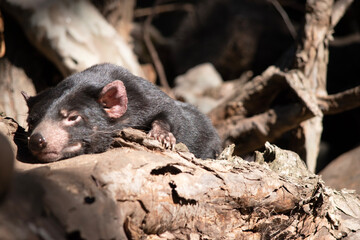 The Tasmanian devil is black in color with a white band on the chest and hindquarters and have nearly-hairless, pink ears.
