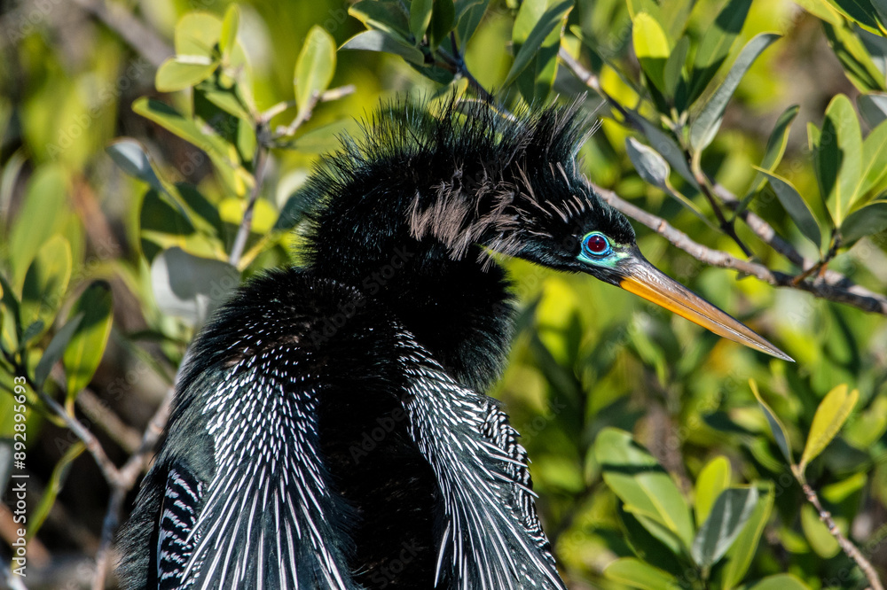 Poster An anhinga dries off in the sun after fishing.