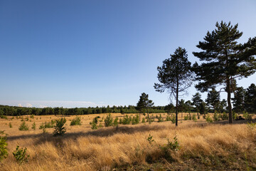 Obraz premium Golden Meadow with Tall Pine Trees under a Clear Blue Sky