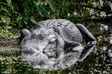 alligator, corocodilian, lizard, sleeping, asleep, wild, wildlife, nature, natural, florida, swamp, water, wet, dangerous, big, large, predator, resting, apopka, outdoors, reflection, fat, gator,