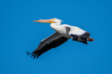 White pelican flying over Merritt Island.