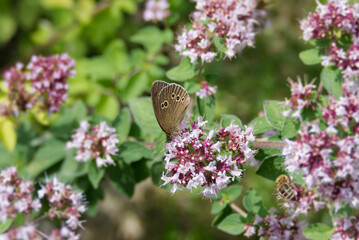 Ringlet (Aphantopus hyperantus) butterfly sitting on a pink flower in Zurich, Switzerland