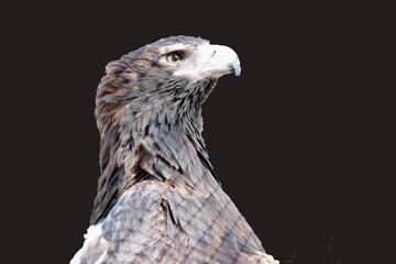 The Wedge-tailed Eagle is a dark brown-black color. The beak of the Wedge-tailed Eagle is pale cream.