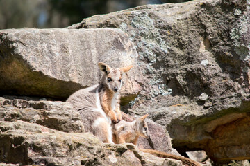 The yellow footed rock wallaby and joey are standing on a rock face