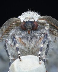 Portrait of a black and white male moth with plumose antennae, on a white eraser-tip pencil, black background (Peppered Moth, Biston betularia)