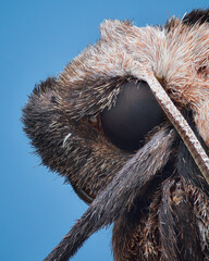 Profile view of a Large Yellow Underwing moth, blue background (Noctua pronuba)