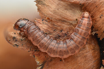 Dorsal view of a Dark Pine Knot-horn moth caterpillar (Dioryctria abietella), on a nobilis fir cone