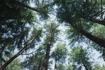 Fototapeta premium pine tree branches