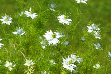 Close up white flowers of Nigella damascena, love-in-a-mist, ragged lady, devil in the bush. Buttercup family, Ranunculacea. Summer, July, Dutch garden