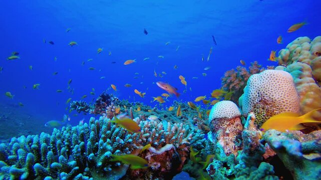 Blue Sea Water and Colourful Fish. Underwater sea fish. Colourful underwater seascape. Tropical fish reef marine. Underwater sea fish. Tropical fish reef marine.