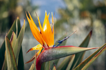 The vibrant strelitzia, often called the 
