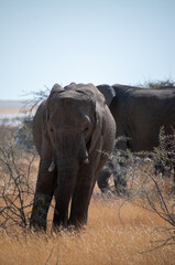 Closeup of an adult African Desert Elephant - Loxodonta Africana- grazing on the plains of Etosha National Park, Namibia.