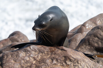 Cape Fur Seals - Arctocephalus pusillus- on the beach of Cape Cross Seal colony, along the skeleton coast of Namibia