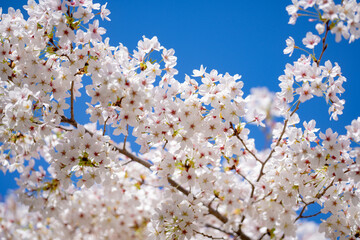 Spring background. White cherry blossoms against a blue sky. Easter background. White blossom tree. Spring blooming sakura cherry flowers branch.