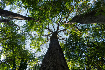 Naklejka premium giant tree