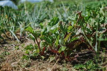 Planted beet leaves in a garden bed next to a greenhouse in a garden bed in summer
