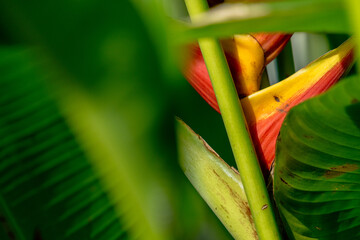 tropical flower in bush