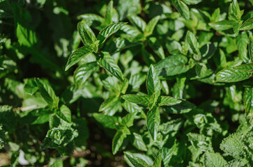 Green grown mint in a garden bed in a greenhouse at the dacha in summer