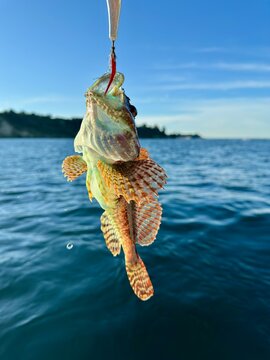 The fourhorn sculpin (Myoxocephalus quadricornis) is a species of ray-finned fish belonging to the family Cottidae