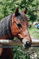 Naklejka premium Horse on a farm in Tourettes-sur-Loup, southern France