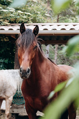 Horse on a farm in Tourettes-sur-Loup, southern France