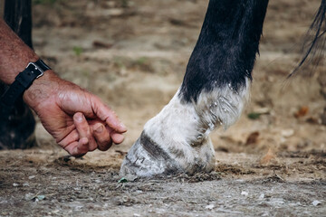 Groom checks and repairs horseshoes of a horse